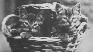 'Vintage Photos of Victorian Era Cats From the 1860s and 1870s'