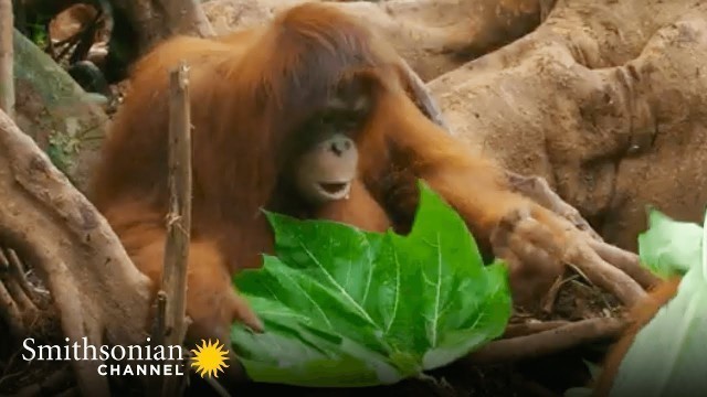 'Young Orangutan\'s New Fashion Accessory Causes a Frenzy 