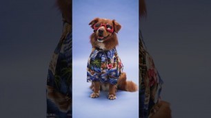 'A Dog Fashion Show You WON\'T Believe Exists!'