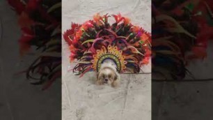 'halloween dog fashion show (creative costume)'