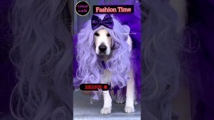 'Fashion Show|Watch Till End#shorts#shortsvideo#cat#dog  #ytshorts#trending#fashion#228'