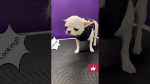 'cute dog Fashion show
