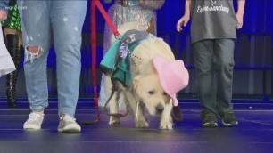 'White Whiskers Senior Dog Sanctuary holds dog fashion show'