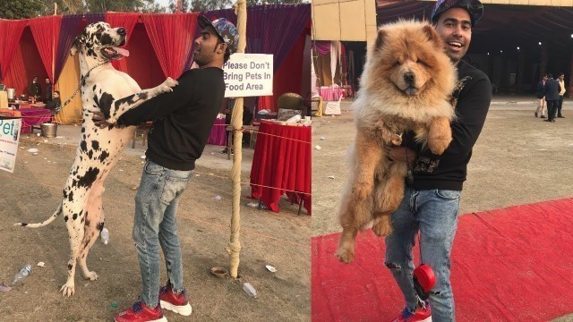'International Dog Show - 1st Time In India