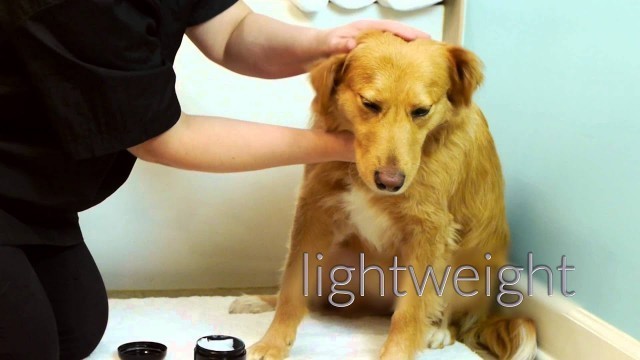 'Dog Fashion Spa coat + skin lotion rilassante'