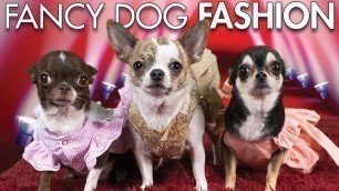 'Chihuahua fashion show! Fancy dog dresses! | Sweetie Pie Pets by Kelly Swift'