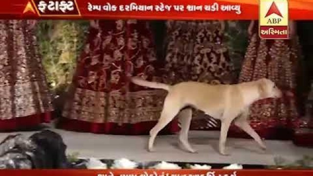 'A dog walking over the stage while fashion show in performing in mumbai'