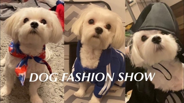 'Dog Fashion Show | Maltese Edition'