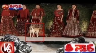 'Street Dog Walks The Ramp In Fashion Show At Mumbai | Teenmaar News | V6 News'