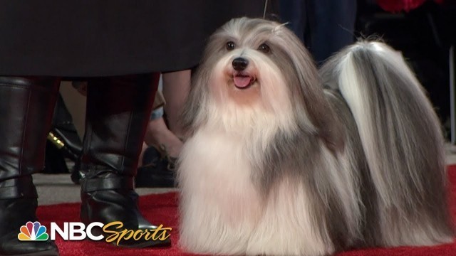 'Beverly Hills Dog Show 2020: Best in Show (Full Judging) | NBC Sports'