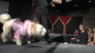 'Funny & Cute Dog Dogs Video - Fashion Show -  \"Cocktails For Critters\" Dogs On Runway - Video Videos'