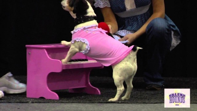 'Amazing Dog Tricks at the All About Pets Fashion and Talent Show'