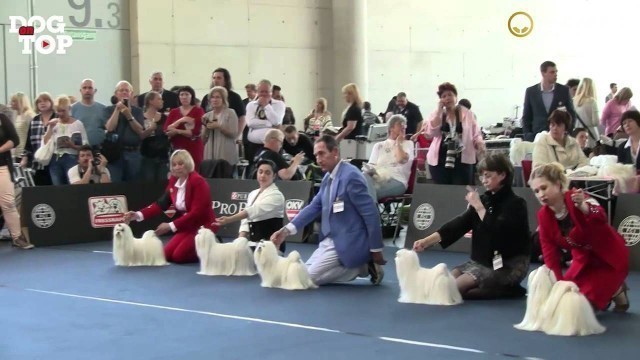 'World Dog Show - Salzburg 19 May 2012 - Maltese Ring'