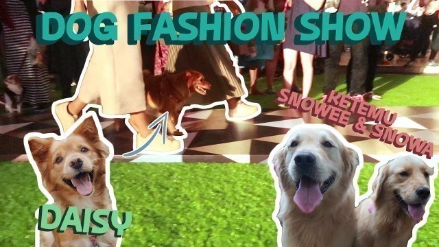 'OH GINI RASANYA FASHION SHOW SAMA ANJING !  | Vlog Dog Does Disco'