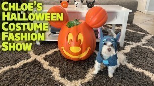'Chloe\'s Halloween Costume Fashion Show - A Dog Vlog - October 2022'
