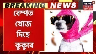 'Breaking News : ব্যতিক্ৰমী ফেশ্বন শ্ব’ । ৰেম্পত খোজ দিছে কুকুৰে । Dog Fashion Show at Latasil'