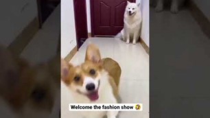 'WELCOME TO DOG FASHION SHOW 
