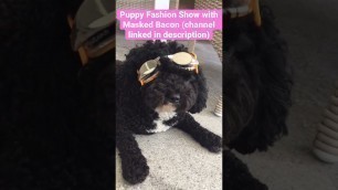 'Puppy Fashion Show #shorts #cute #puppy #dog #fashion'