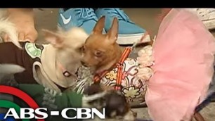 'Bandila: Dogs join fashion show for Rabies Awareness Month'