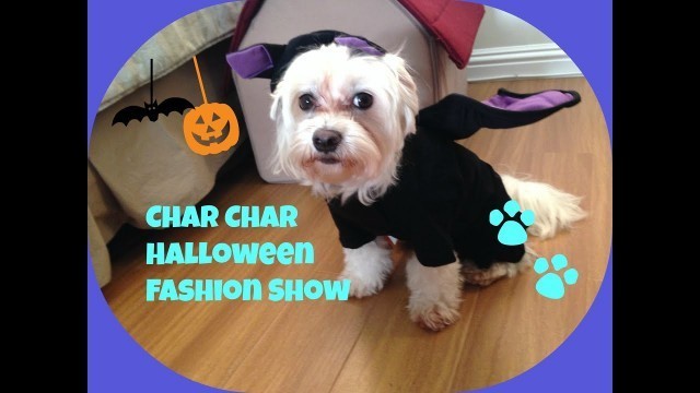 'Cute Dog Char Char Halloween Fashion Show'