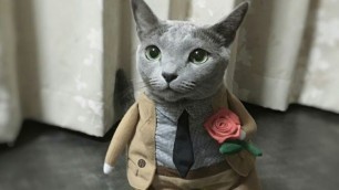 'Lovely Russian Blue Cat Teruchan Fashion Show'