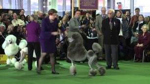 'Poodle Standard Westminster Kennel Club Dog Show 2016'