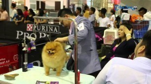 'Serunya Dog Show di Mall GTC Makassar'