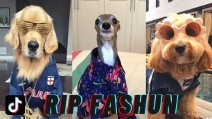 '2020 RUINED THESE DOGS\' FASHION RUNWAY | Love it couldn’t wear it tiktok compilation'