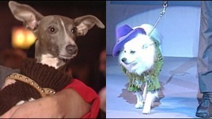 'Canine Couture: A dog fashion show for AIDS'