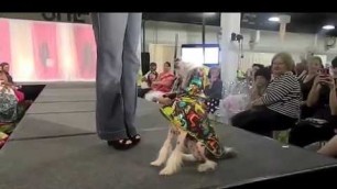'Tree Parlor Fashion Show, starring Bald is Beautiful Dog Rescue'