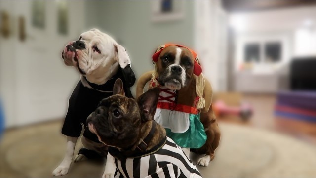 'Doggy Halloween Fashion Show (WK 304.2) | Bratayley'