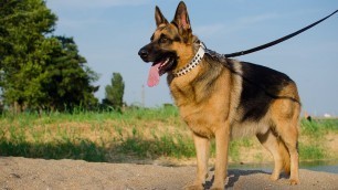 'Fashion White Studded Leather Dog Collar on German Shepherd'